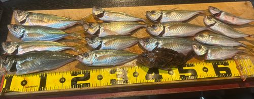 アジの釣果