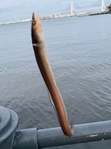 アナゴの釣果