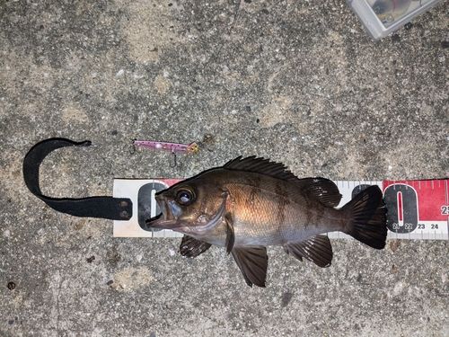 メバルの釣果