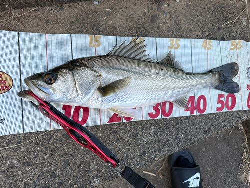 茨城県で釣れたライギョの釣り・釣果情報 - アングラーズ | 釣果600万