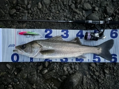 シーバスの釣果