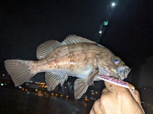 メバルの釣果