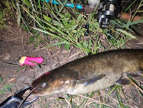 ナマズの釣果