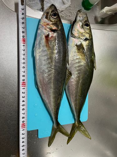 アジの釣果