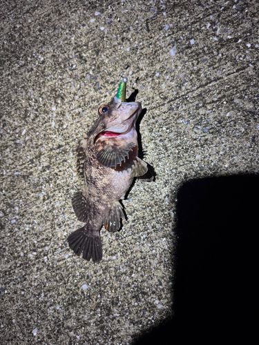 オウゴンムラソイの釣果