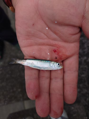 イワシの釣果