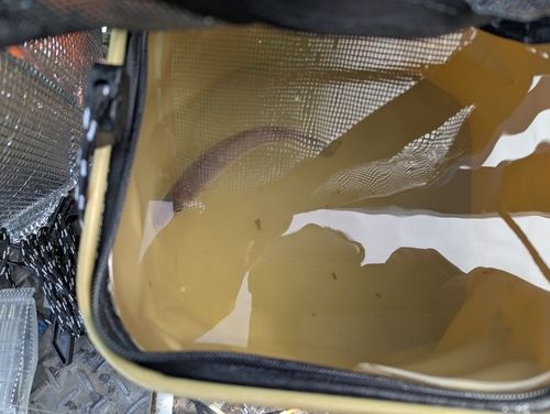 シロギスの釣果