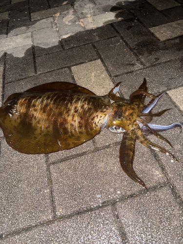 アオリイカの釣果
