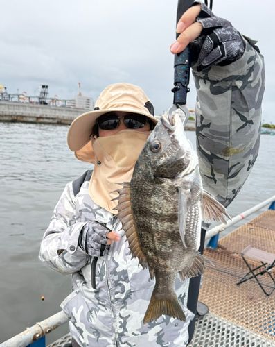 チヌの釣果