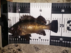 メバルの釣果