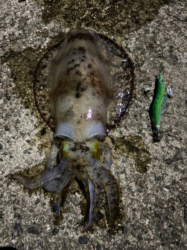 アオリイカの釣果