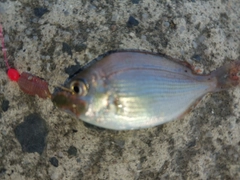 タイの釣果