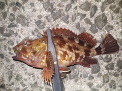カサゴの釣果