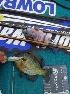 ブルーギルの釣果