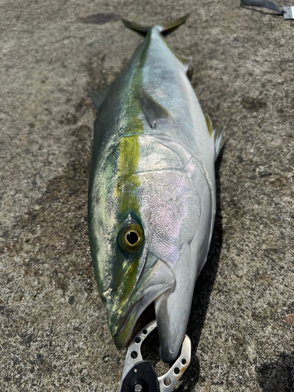 DAIWA 21オーバーゼア グランデ（ショアジギングモデル） 100MHの最
