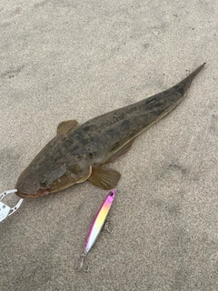 マゴチの釣果