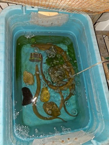 ウナギの釣果