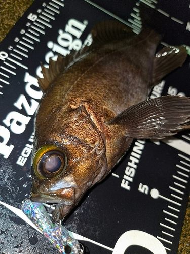 メバルの釣果