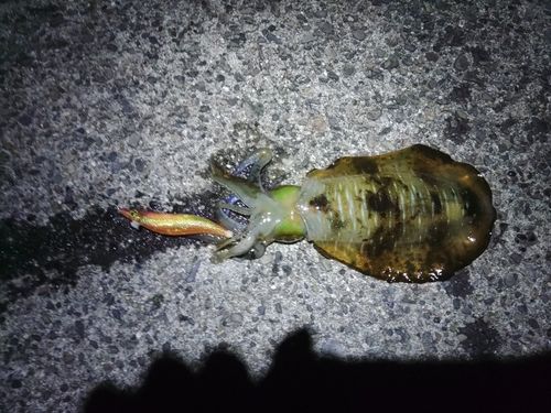 アオリイカの釣果
