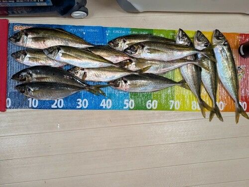 マアジの釣果