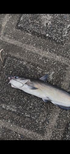 ウナギの釣果