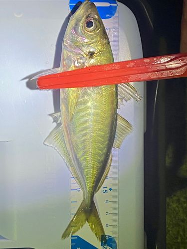 マアジの釣果
