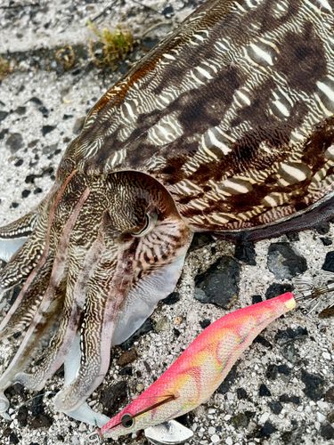 コウイカの釣果
