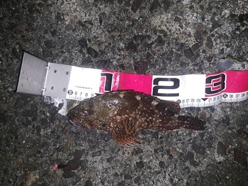 カサゴの釣果