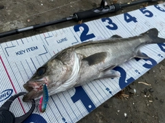 シーバスの釣果