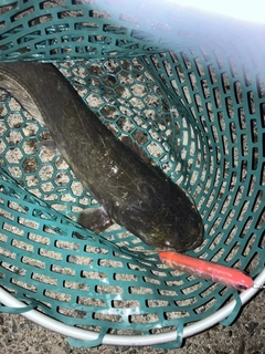 ニホンナマズの釣果