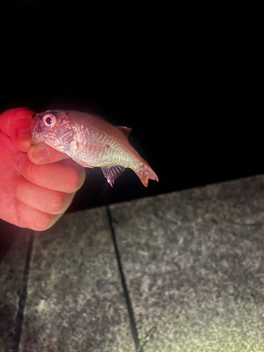 ネンブツダイの釣果