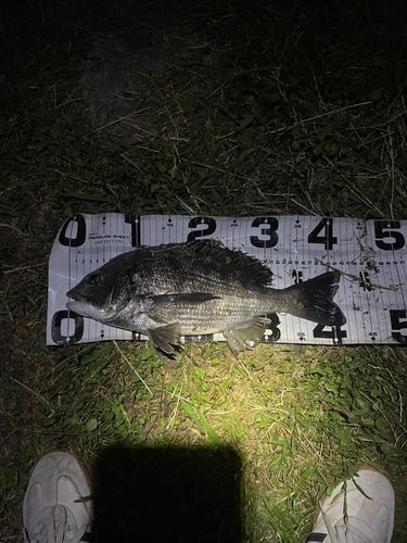 チヌの釣果