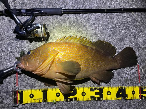 アコウの釣果