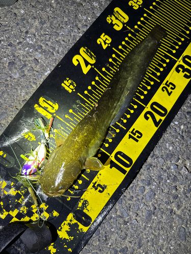 ナマズの釣果