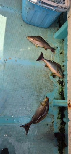 イサキの釣果