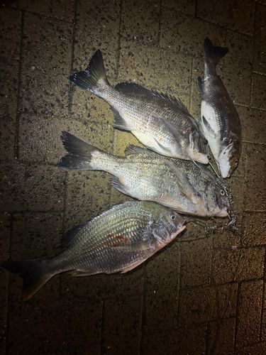 チヌの釣果