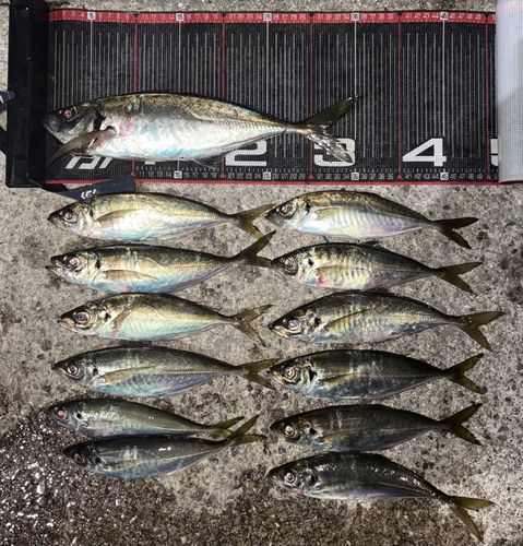 アジの釣果