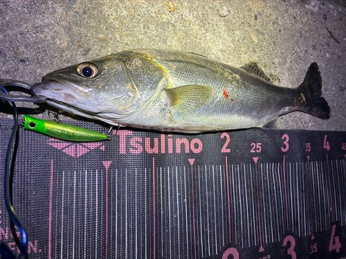 フッコ（マルスズキ）の釣果