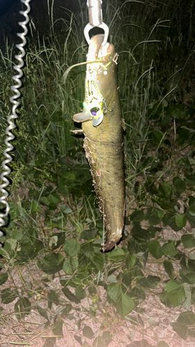 ナマズの釣果