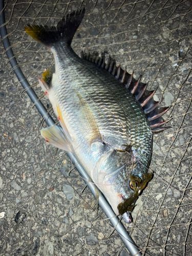 キビレの釣果