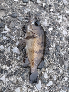 クロメバルの釣果