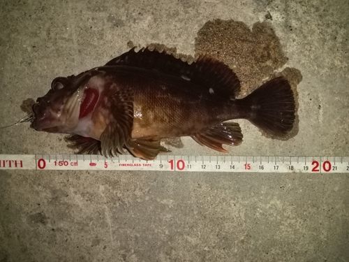 カサゴの釣果