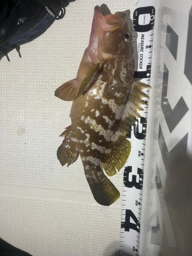 アコウの釣果