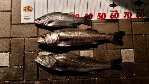 シーバスの釣果