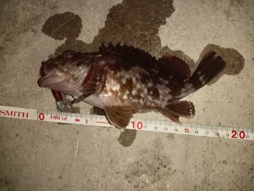 カサゴの釣果