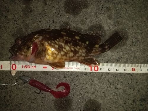 カサゴの釣果