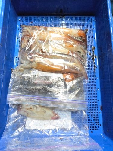 スルメイカの釣果