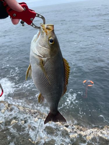 イサキの釣果
