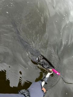 ナマズの釣果