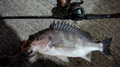 キビレの釣果